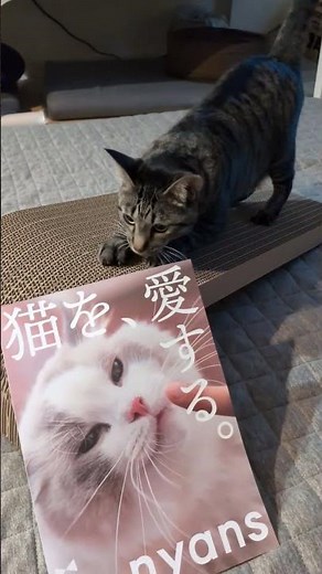 愛猫に使っている爪とぎ、何使ってる？この爪とぎ、超オススメ❣️ちなみに、案件じゃないからね🤭 #cat #爪研ぎ