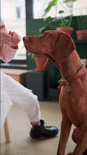 99% of Vizsla Owners Don't Know This || Everything You Need to Know About Vizslas #vizsla #dog