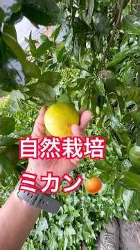 It's transformed! Naturally grown Miyagawa Wase mandarins #mandarins #cultivation #citrus #grapes...