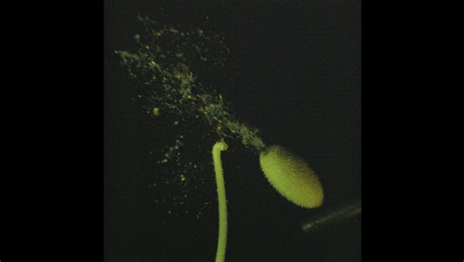 Explosive Study Reveals How Squirting Cucumber Engorges And Erupts, Shooting Seeds 10 Meters