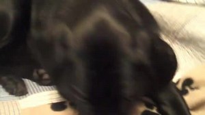 File:Clinical-and-Breed-Characteristics-of-Idiopathic-Head-Tremor-Syndrome-in-291-Dogs-A-Retrospective-165463.f3.ogv - Wikimedia Commons