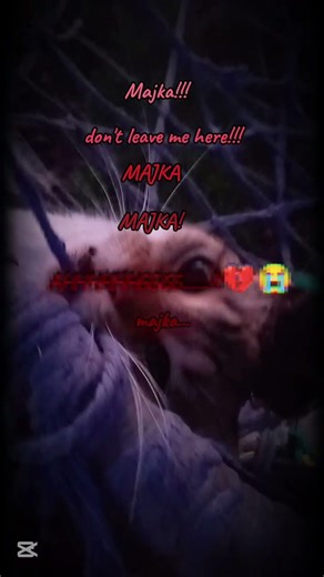 Springtrap's death #fnaf #death #viral #springtrapdeath #fivenightsatfreddys #cat #edit #springtrap