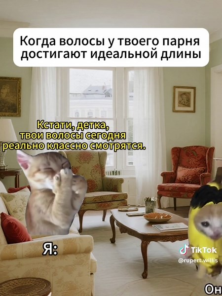 Котята и их добрые семьи