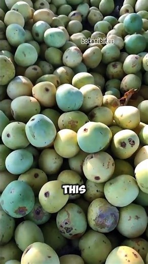 Fruit That Gets Elephants DRUNK?!