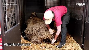 Amazing moment sheep loses 40kg of wool
