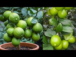 The BEST WAY to Grow Limes in Water Without Failing EVER
