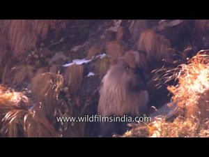 Himalayan Tahr : rare view of wild Himalayan high altitude goat species