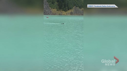 Black bear seen swimming in Lake Louise