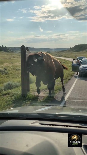 Massive Bison Walks Right Up to Our Car! 😳🦬 #wildlife #animallife #bison #americanbison #wildlife