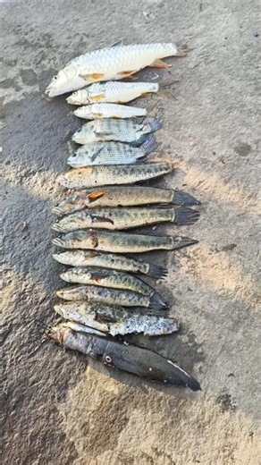 fishing video #mashirfisha#tilapiya fish#Dokdafisha#chavriyafisha#like #subscribe #🙏