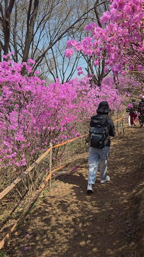 원미산 진달래동산 부천 가볼만한곳 봄꽃 명소 #shorts