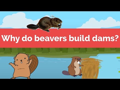 Why do beavers build dams?