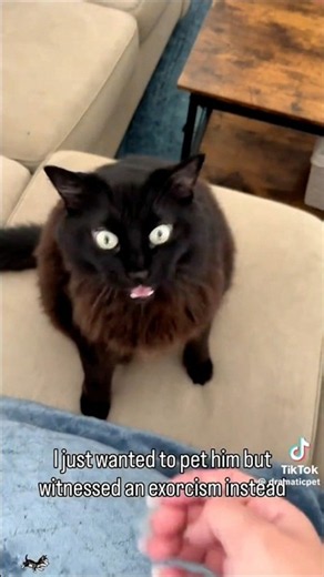 Funniest Cat Voice Over Of The Week! #catfunny #cat #funniestcats #talkingcats #voiceover
