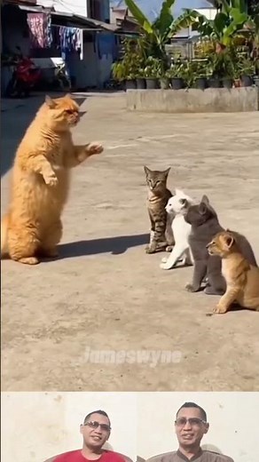 Funny animals make you laugh chicken vs monkey #shortvideo #shorts #funny