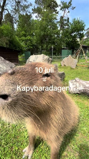 Idag 10:e juli är det Kapybaradagen! Kom till vårat kapybarahägn och få en ansiktsmålning eller testa dina kunskaper i ett quiz🤩 #parkenzooeskilstuna #parkenzoo #eskilstuna #kapybara #capybara