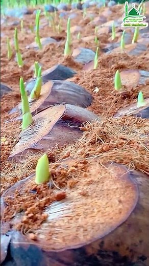 Improved coconut seedlings are being produced inside Coco Feed 🌱
