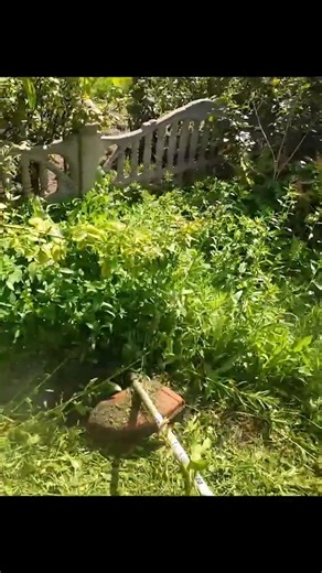 Stihl FS 120 in Action Cutting Grass and Weeds #stihl #trimmer #diy #brushcutter #weedeater