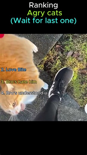 Funny Angry Cat Compilation 😂