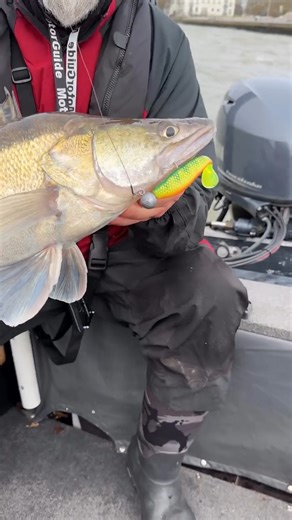 The Zander Pro Shad's deep body creates an irresistible roll, while its thumping tail and vibrant colour options make it the perfect bait for any water condition. This lure is a zander magnet! | Fox Rage