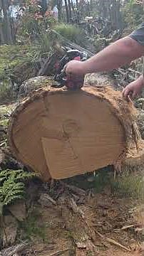 Echo 2511T clone 28in log😱 #toppingsaw #chainsaw