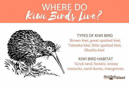 Where Do Kiwis Live? - Habitat and Distribution of Each Type