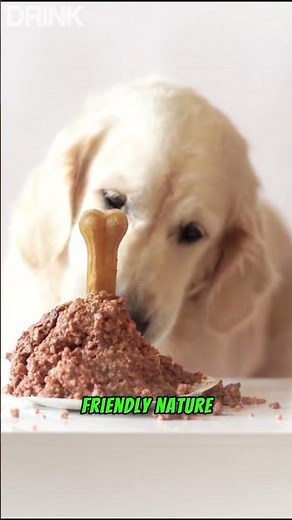Top 20 Most Beautiful Dogs in the World #dog #animal #movie #beautiful #history #top