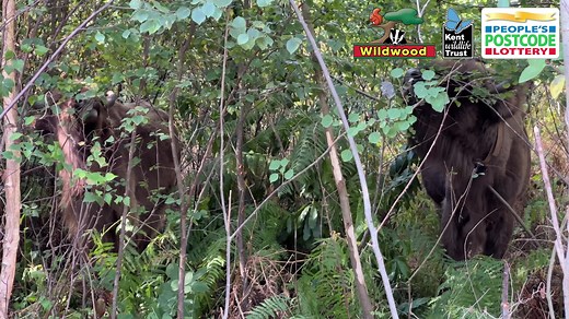 14K views · 1K reactions | Why are bison being used in Wildwood Trust...