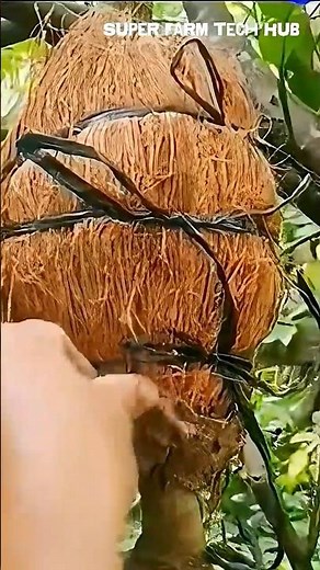 Air Layering With Coconut Husk | Pure Organic & Eco-Friendly Plant Propagation #farminglife #farming
