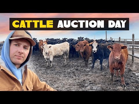 Cattle Auction Day: Shocking Prices!
