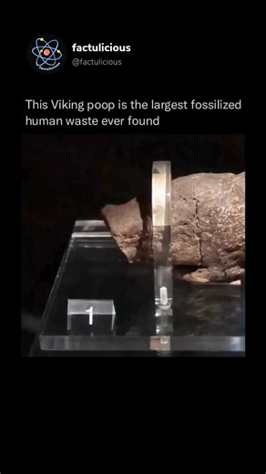 Factulicious on Instagram: "A large piece of fossilized human feces, nicknamed the "Lloyds Bank turd," is a well-preserved Viking coprolite found in York, England. It offers insights into the diet and health of a 9th-century Viking. The coprolite is unusually large, measuring 20 centimeters (8 inches) long and 5 centimeters (2 inches) wide, and is considered one of the most valuable archaeological finds from the Viking era. Buy best science related tees and stuff link in bio Follow - @factulciou