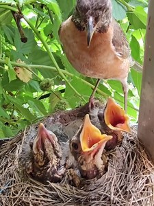 7.3K views | Ice frozen in duck's beak | BIR BARTA | Facebook