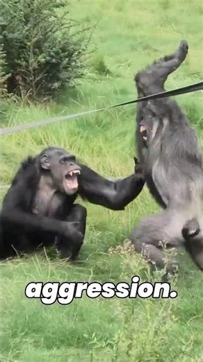 5 Things You Should NEVER Do Around These Animals 😳