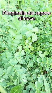 #vivere #tisane #PIMPINELLA #erbespontanee | Nei giardini che nessuno sa