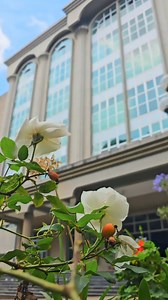 17K views · 496 reactions |  Embrace the beauty of our main campus with its vibrant flowers and refreshing air! Take a moment to appreciate the colorful blooms as you stroll through‍➡️‍♀️‍➡️ | Addis Ababa University | Facebook