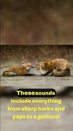 The Incredible Communication of Foxes 🔊