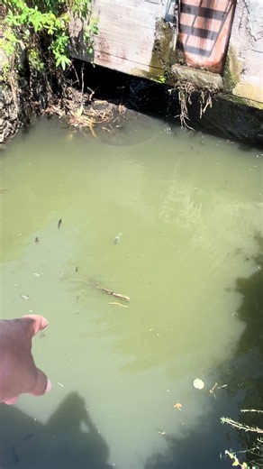 Pesca de tilapia: técnicas y consejos prácticos