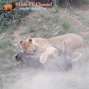 209K views · 1.7K reactions | Lion & Wild Pig | Lion Hunting Wild Boar In A Cave | Lion TV Channel | Facebook