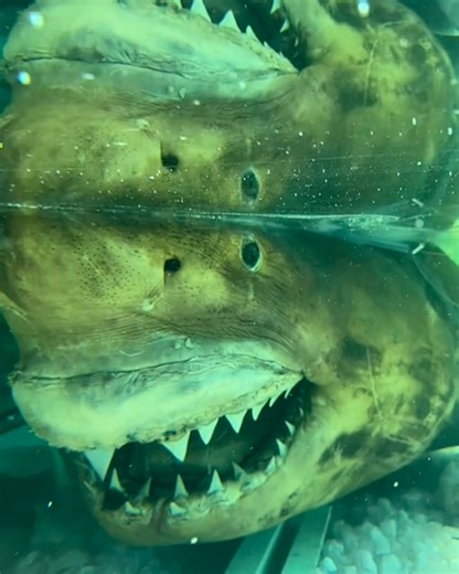 2.9M views · 10K reactions | This great white shark has been kept perfectly preserved for over 25 years 勞麗 | UNILAD Tech | Facebook