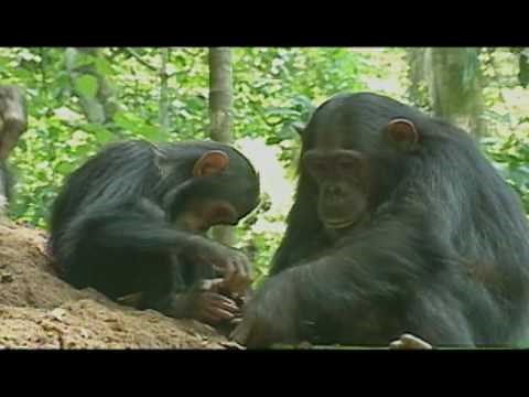 The Discovery that Started It All - Chimpanzee Toolmaking
