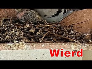 Rooftop Nursery 🕊️ Pigeon Parent Feeds Two Nestlings in a Strange Nest 👀