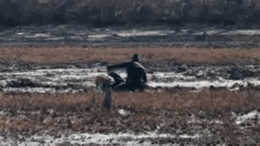 VIDEO: Man sinks in mud 'similar to quicksand' while walking dog