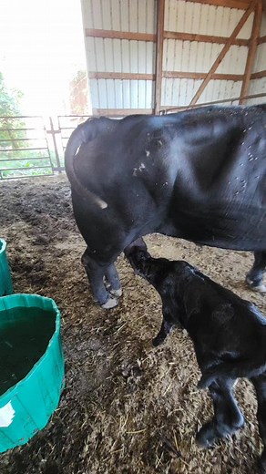 Surprising Encounter: Bottle Calf Meets Injured Bull