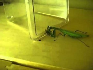 Alex and the Stink Bug (With Sound Effects)