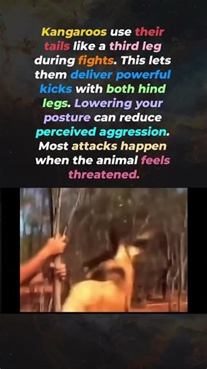 This Is How Kangaroos Actually Fight