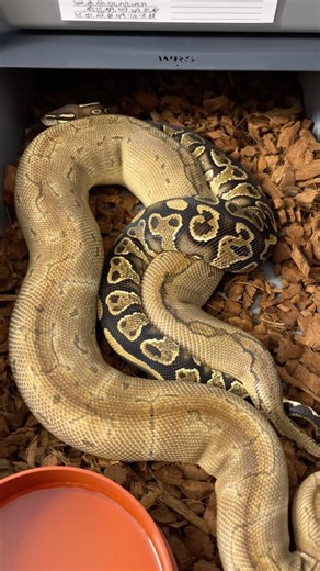 I kolejne łączenie na 2026💪 #pythonregius #pytonkrólewski #ballpython #clown #python #exotic