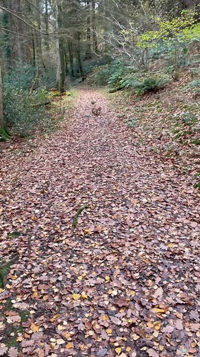 Active Dogs on Reels