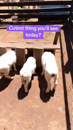 Double tap if you love Lambs. #lambs #cutestanimals #feedingtime #babysheep #testaigeneticsfarm