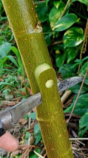 air layering grafting techniques #pottedplants #airlayering #asmr #youtubeshorts #youtubealgorithm