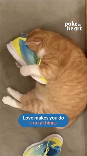 21K views · 242 reactions | This #cat is probably missing their #human way too much #snuggle #pets #catshorts #cat | Poke My Heart | Facebook