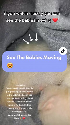 Still no babies- 😢 #pregnantanimal #babyanimalsoftiktok #platinumferrets #ferretkits2022 #soontobemum #newbornanimals #babymumma #hurryupbabies